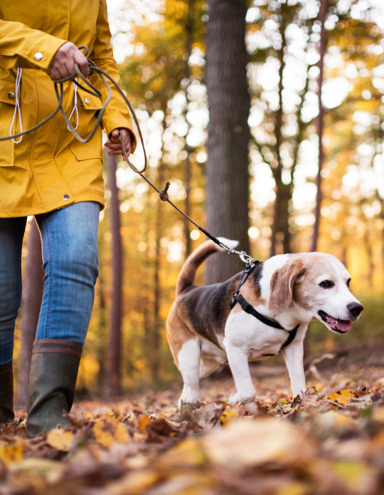 Woman walking her dog in a forest Woman walking her dog in a forest